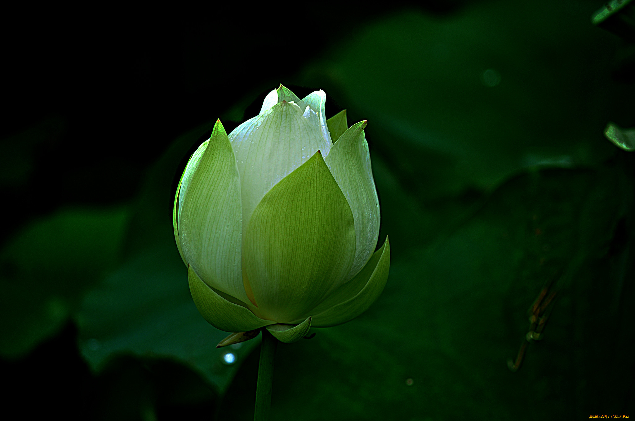 lotus, ,  ,  ,  , 